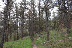 Rankin Ridge Trail