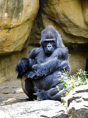 Memphis Zoo 08-28-2014 - Western Lowland Gorilla 5