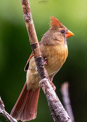 Cardinals (Female)