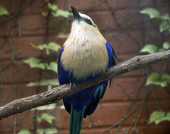 Memphis Zoo 08-28-2014 - Aviary - Blue-Bellied Roller 4
