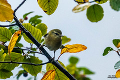 BIRDS - Pine Warbler