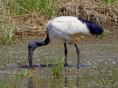 African ibis 3