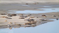 Phoques - Seals