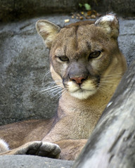 Memphis Zoo 08-28-2014 - Cougar 8