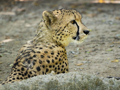 Memphis Zoo 08-28-2014 - Cheetah 3