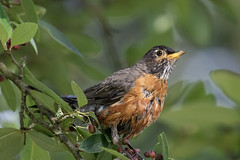 Wanderdrossel - American Robin (Turdus migratorius)