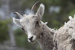 Mountain Sheep and Antelopes