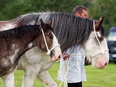 Aberdeen Clydesdale Horse Show 2023