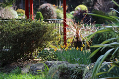 Rhododendron Gardens