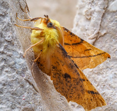 Canary-shouldered thorn moth  