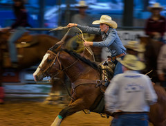 Calf Roping, Tejas Rodeo, San Antonio, TX