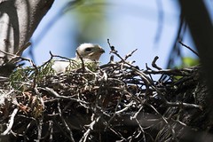 Nesting Birds