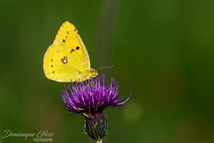 Souci - Clouded yellow