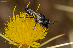 Megachile melanogaster