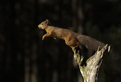 Red Squirrel Scotland 2023