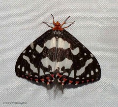 Moths of Thailand Callidulidae