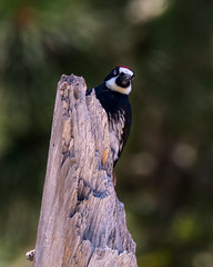 Woodpecker 8