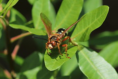 Cicada Killer, Beacon Woods Pond