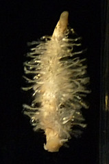 Clavelinidae