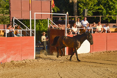 Spain - Andalucia - Malaga Province - Mijas Horses