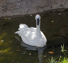 Memphis Zoo 08-28-2014 - Trumpeter Swan 6