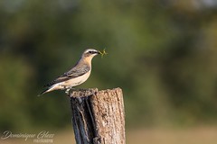 Traquet motteux - Northern wheatear