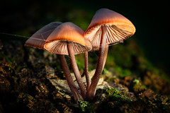 Mushrooms  //  Pilze