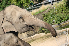 Besuch Nr. 1060. am 05-09-2023 in Köln (Zoo)