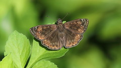 Horace's Duskywing- Beacon Woods Pond