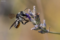 Megachile octosignata