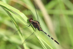 Pin-tailed Pondhawk (male)- Beacon Woods Pond
