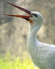 Memphis Zoo 08-28-2014 - White Stork 5