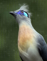 Memphis Zoo 08-28-2014 - Aviary - Crested Coua 3