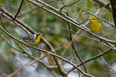 9-10-2023 Yellow-throated Warbler (Setophaga dominica) And Yellow-throated vireo (Vireo flavifrons)