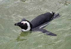Memphis Zoo 08-28-2014 - Black-Footed Penguins 6