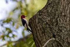 9-8-2023 Red-headed Woodpecker (Melanerpes erythrocephalus)