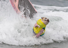 Surf Dog Surf-A-Thon - 2023