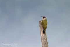 Pic vert - European Green Woodpecker