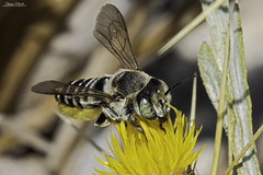 Megachile marginata