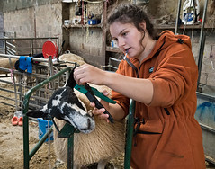 Preparing Mule Lambs for show and sale / milking time, Roadhead, Carlisle 13/09/23