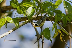 9-8-2023 Yellow-throated Warbler (Setophaga dominica)