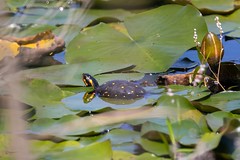8-20-2023 Spotted Turtle (Clemmys guttata)