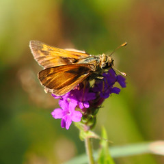 Sachem Butterfly