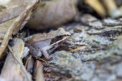 8-20-2023 Wood Frog (Rana sylvatica)