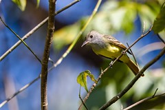 9-8-2023 Great Crested Flycatcher ( Myiarchus crinitus)