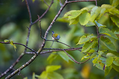 9-8-2023 Chesnut-sided Warbler (Setophaga pensylvanica)
