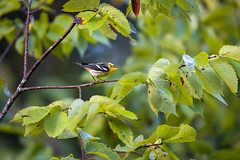 9-8-2023 Blackburnian Warbler (Setophaga fusca)