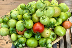 November Tomato Harvest