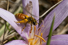 Andrena pellucens