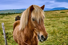 Iceland_Horses
